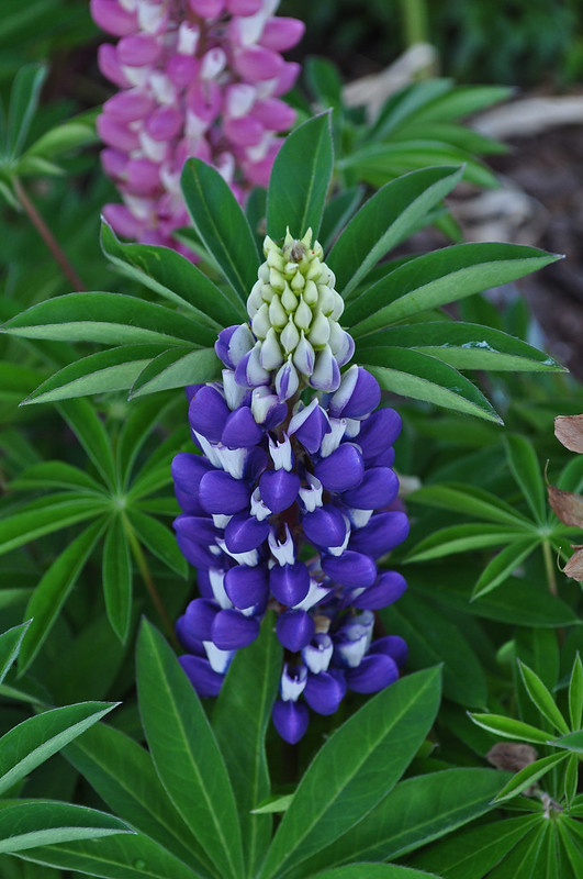 Lupinus 'Band of Nobles' (6)