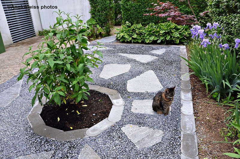 Tabby with the new garden look