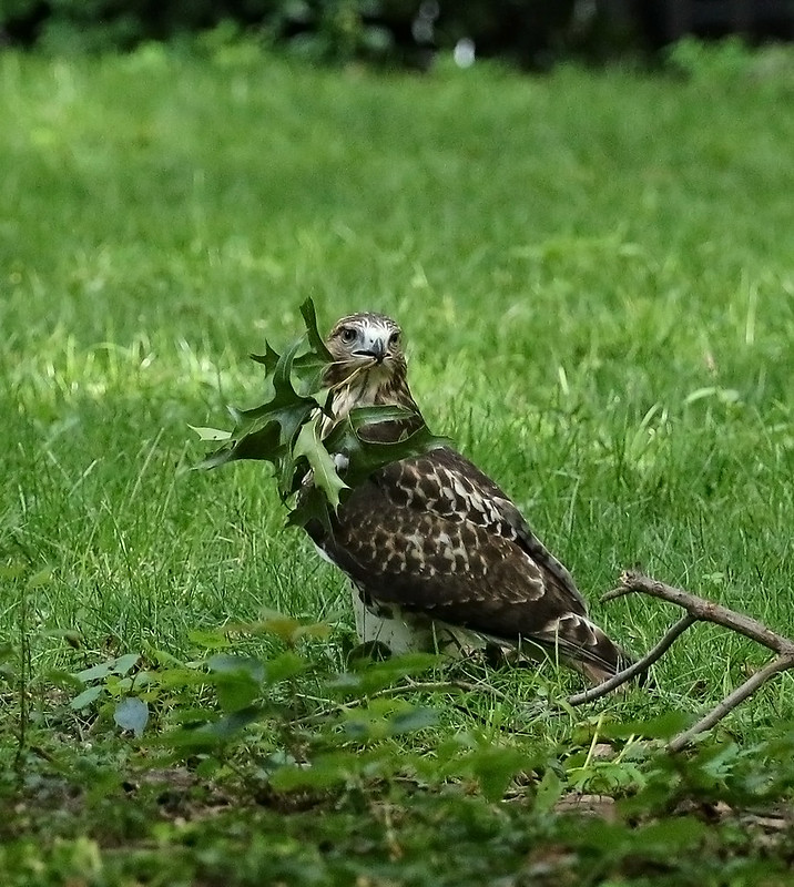 Juvenile red tail playing with leaves