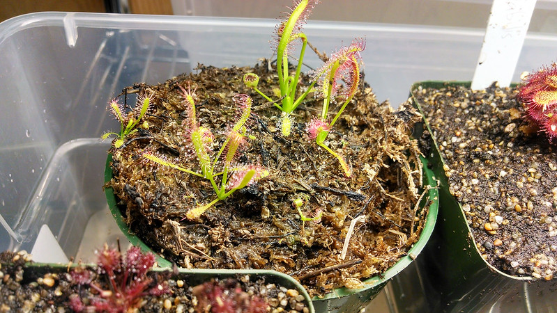 Drosera capensis plantlets in cheap terrible moss.