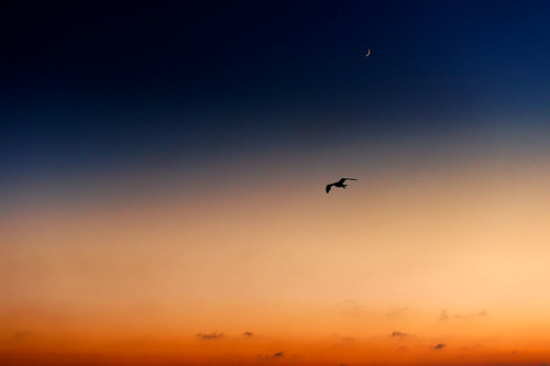 sunset sky moon night clouds island spain seagull formentera riccardo balearic mantero potd:country=it