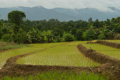 wiangkaen chiangrai thailand rice ricepaddies paddy paddies agriculture farming crops poaceae ขั้นบันได ข้าว นา