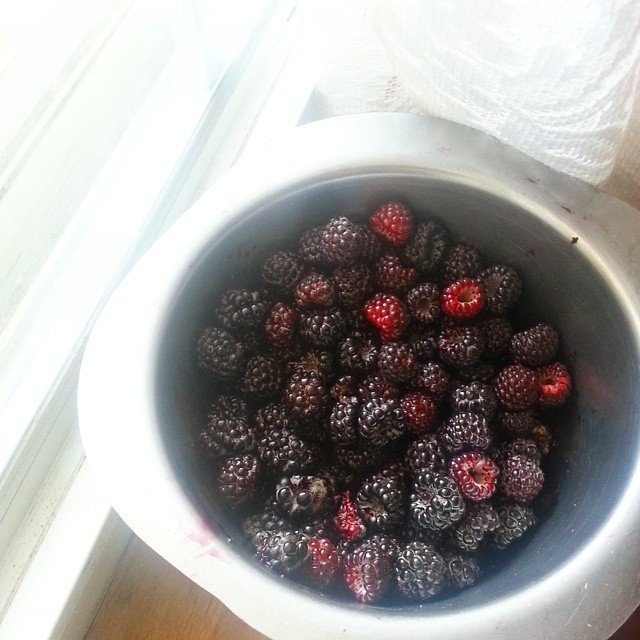 #Blackberries and #raspberries are ripe! My little chefs are busy making blackberry-rhubarb jam and a double batch of blackberry muffins for lunch, a few others are up the hill picking the hedgerows clean.