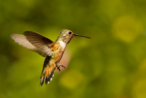 green bird hummingbird birdinflight nikon80400 nikond7000 hganimalsonly