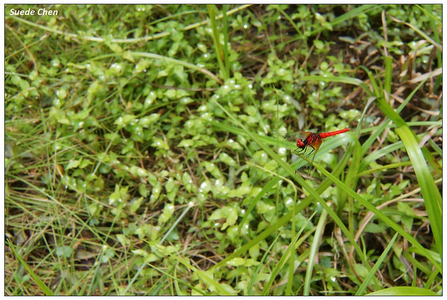 小紅蜻蜓 Nannophya pygmaea Rambur, 1842