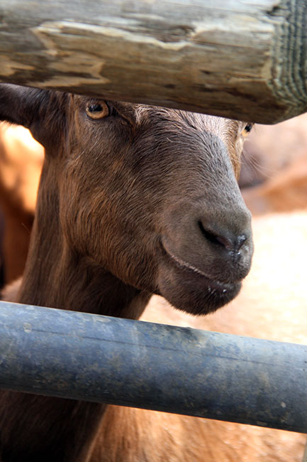 Goats_Cute-closeup