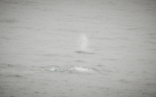 Spouting Whale from Foulweather Point