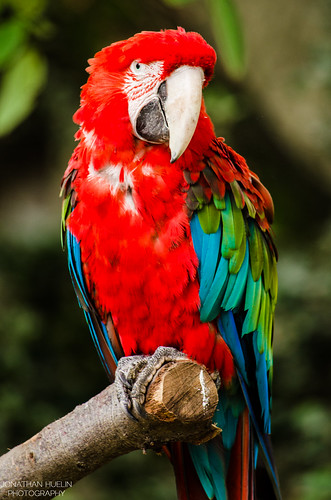 france bird animal zoo nikon feathers parrot palmyre charentemaritime d5100