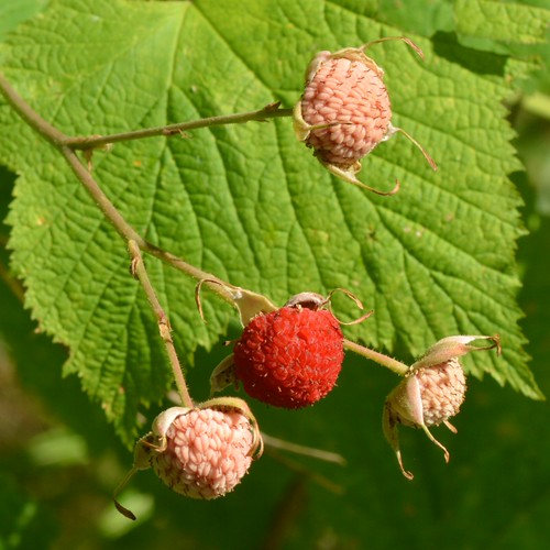 oregon berry thimbleberry rubusparviflorus douglascounty rosaceae northumpquariver reynoldsshelter