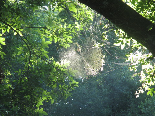 Spider webs in the sun.