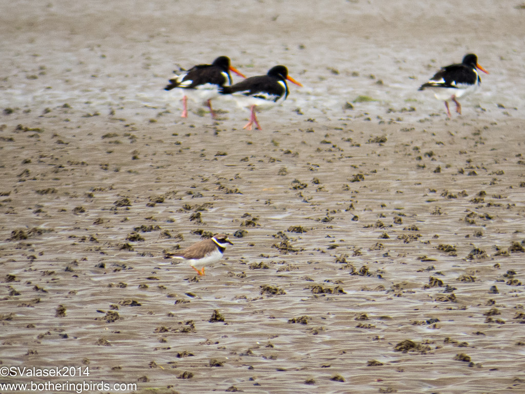 Ringed Plovers and