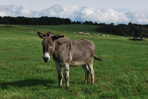 Guard donkey