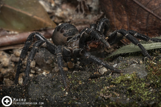 Angry Malaysian Trapdoor Spider (Liphistius malayanus ♀)