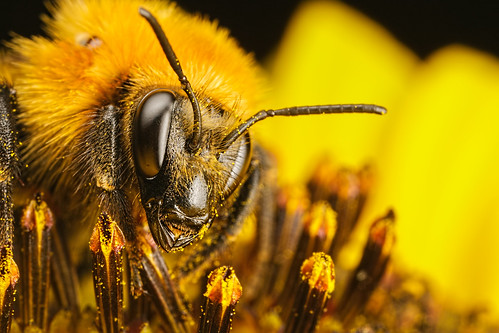 Bumblebee on a Sunflower II