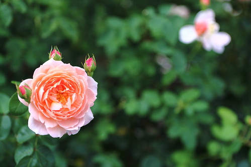 2014.08.31 Rose&Japanese Garden_014