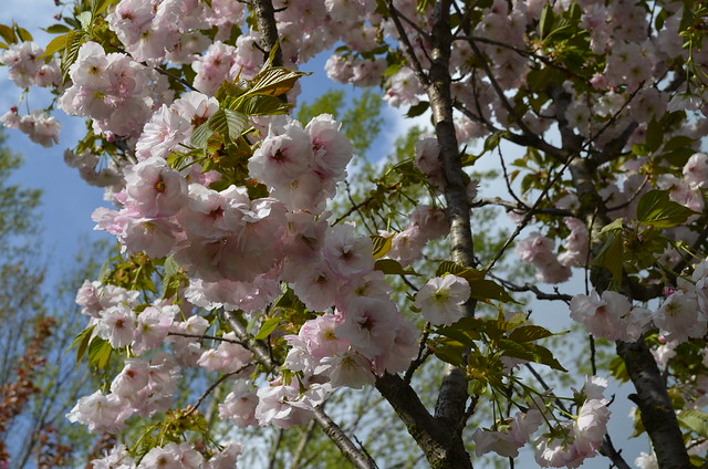 Berlin Cherry Blossom Festival Kirschbluetenfest Gaertens der Welt Erholungspark Marzahn_cherry blossoms close up in sunlight