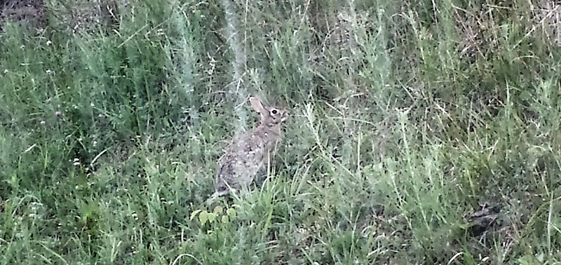 Rabbit we saw on the way to work/school this morning. 05/21/2014.