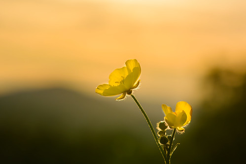 new flowers summer sun macro weather sunrise nikon hill nh hampshire sugar solstice lupine buttercups lupines d5200