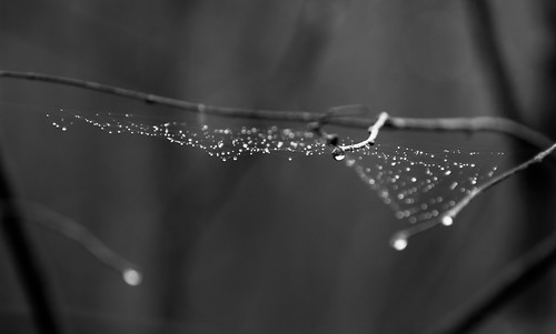 spinne tau moor regen netz spinnennetz schwarzweis renaturierung niedermoor waldmoor hagelbergerposse
