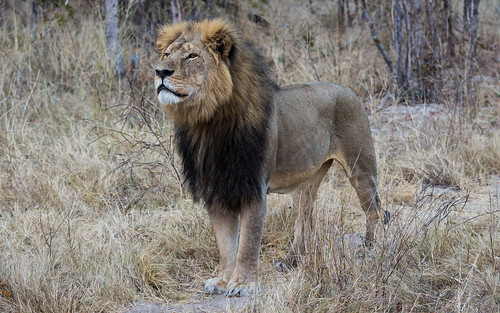 Cecil - Hwange National Park, Zimbabwe