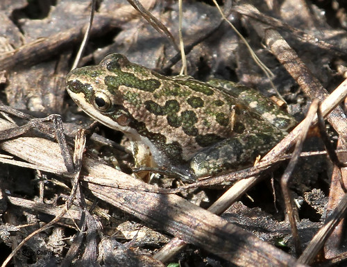 tx chorusfrog pseudacris cochrancounty spottedchorusfrog pseudacrisclarkii