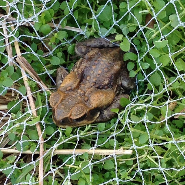 I am not at all ready for cane toads to be back in the garden. Yes, there was a girly squeal from fright! #yuk