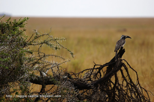 非洲灰犀鳥（African grey hornbill）