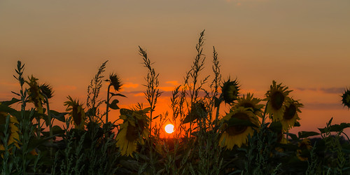 flowers sunset fleurs canon sunflower redsun 70d canonefs18135mmf3556 canoneos70d canon70d canonefs18135mmf3556isstm