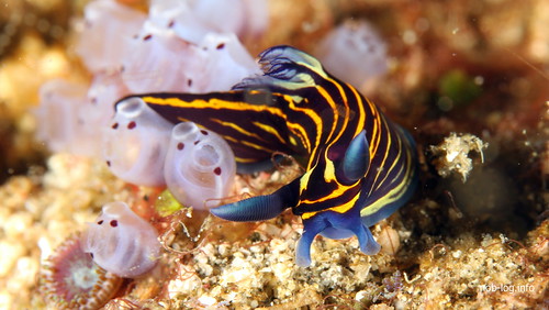 イシガキリュウグウウミウシ