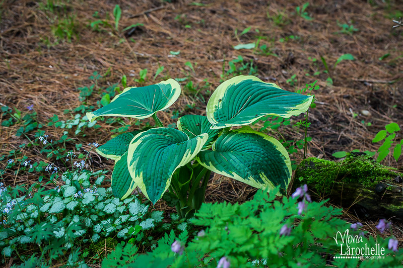 Hosta Great Arrival 14661295517_84899a5eb1_c