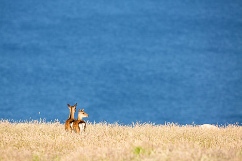 nature island unitedkingdom deer devon lundy bristolchannel lundyisland cervusnippon sikadeer