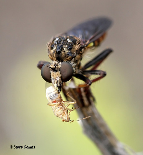 robberfly nm asilidae chavescounty heteropogonpatruelis heteropogon