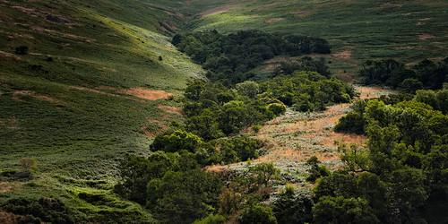 trees landscape stream details hill growth northumberland valley hillside 2014 cheviots cheviot gulley hethpool collegevalley andygray andrewsgray