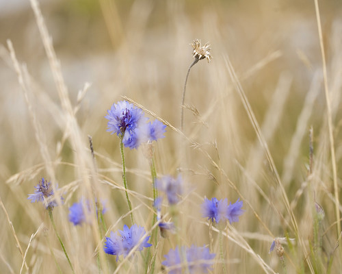 blue macro wind wildflowers ucd cornflowers 100f28l biodiversitylake