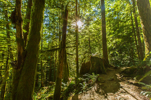 trees trail bridalveilfalls sunstar lakeserene