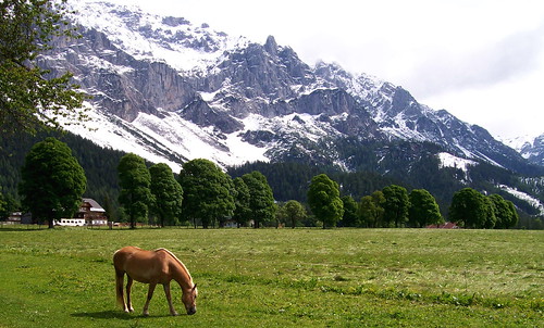 österreich weide dachstein pferd steiermark neuschnee ramsauamdachstein breathtakinglandscapes