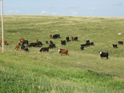 landscapes cattle cows agriculture mercercountynd