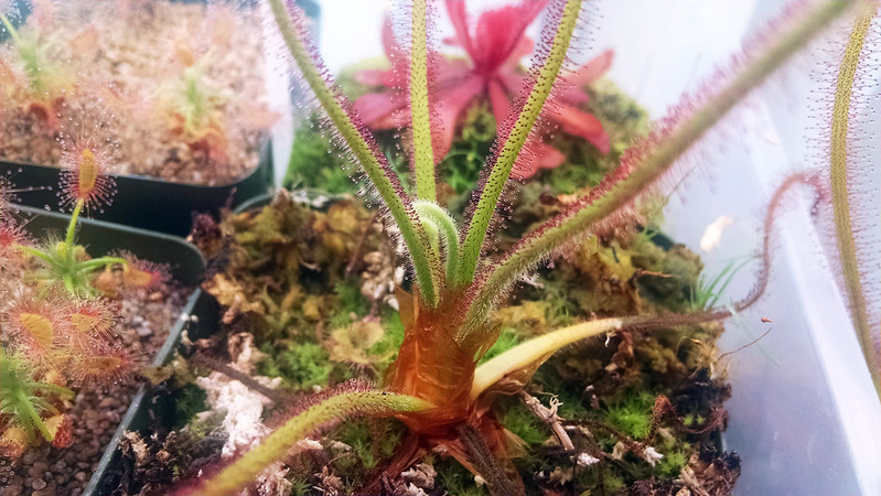 Drosera spiralis with flower stalk.