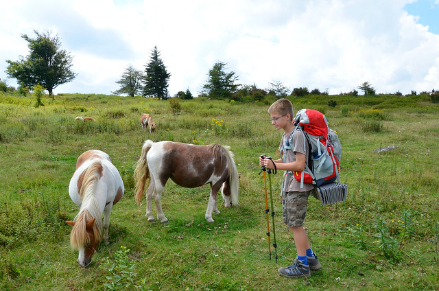 A young hiker with the wild ponies at Grayson Highlands State Park