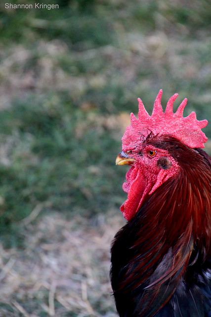 Profile of a Rooster