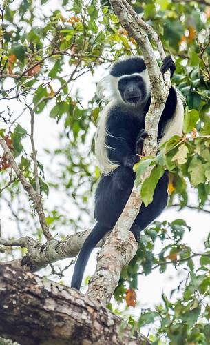 selousgamereserve tanzania primate blackandwhitecolobuscolobusangolensisssppalliatus monkey african africa