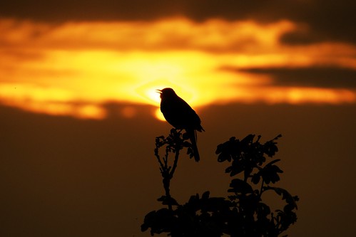 sunset bird photostream scotland2014