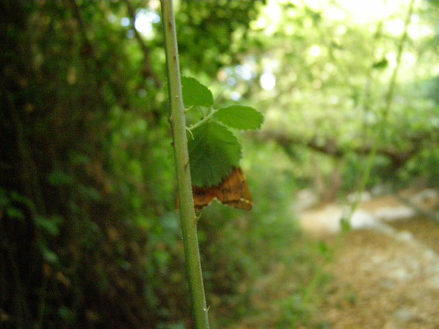 Πεταλούδες Panaxia quadripunctaria πάνω στα φύλλα των βάτων στην κοιλάδα της Ψίνθου