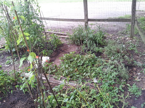 Potato Patch and Herb Garden
