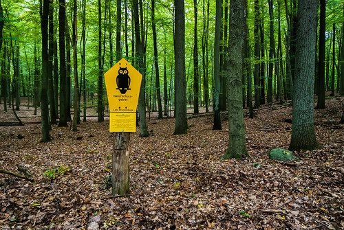 buchenwald unesco alter wald fagus buche naturschutzgebiet urwald natürlich naturschutz biosphärenreservat naturnah schorfheidechorin weltnaturerbe grumsinerforst naturerbe buchenurwald flattergrasbuchenwald