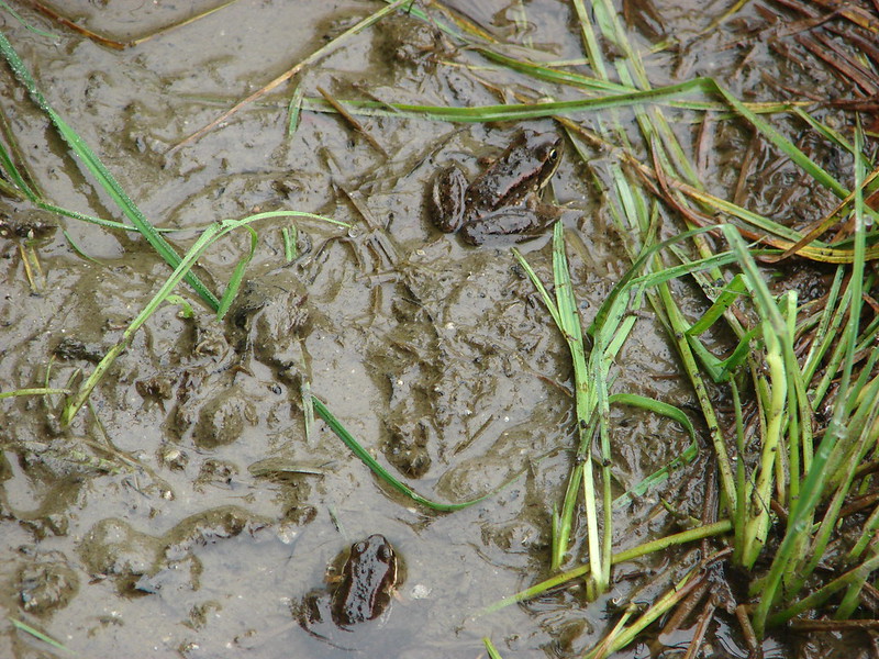 Frogs at June Lake
