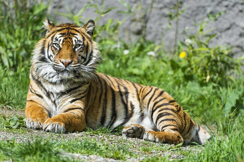 Posing female Sumatran tiger