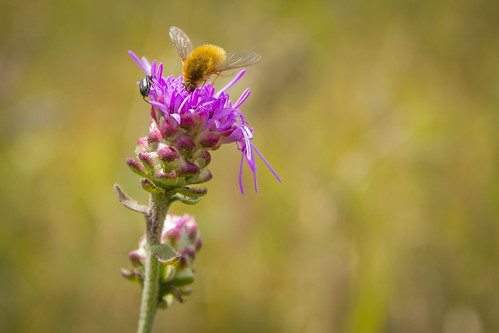 minnesota insect august sna 2014 beefly blazingstar pollinator nativeprairie mndnr kasotaprairiesna