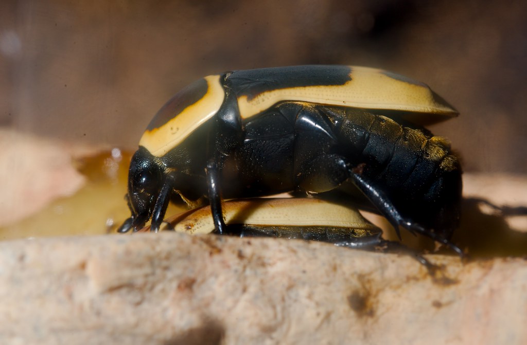 African Scarab Beetle