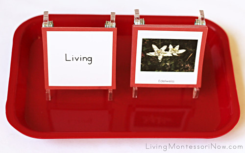 Living and Non-Living Sorting Tray
